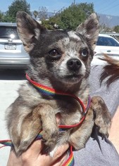 Chiranian Dogs for adoption in Seattle, WA, USA