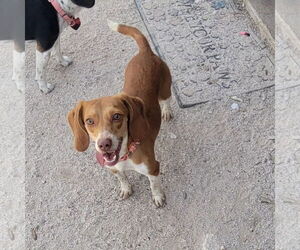 Beagle Dogs for adoption in Las Vegas, NV, USA