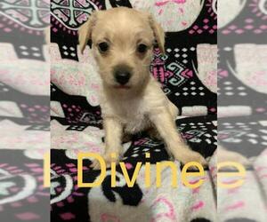 Medium Photo #1 Mutt Puppy For Sale in Dallas, TX, USA