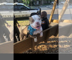 American Staffordshire Terrier Dogs for adoption in Denton, TX, USA