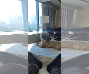 Poovanese Dogs for adoption in Spring Lake, NJ, USA