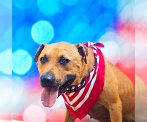 American Staffordshire Terrier-Unknown Mix Dogs for adoption in Gainesville, FL, USA