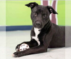 Mutt Dogs for adoption in Springdale, PA, USA