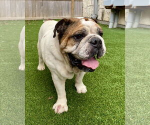 Bulldog Dogs for adoption in Dumont, NJ, USA