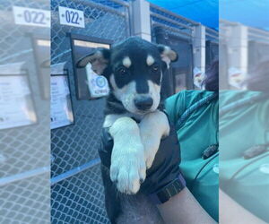 Labrador Retriever-Unknown Mix Dogs for adoption in Corpus Christi, TX, USA