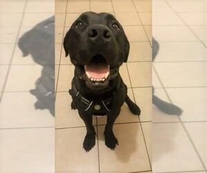 Mastador Dogs for adoption in Chandler, AZ, USA