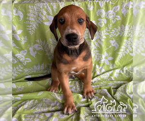 Pointer-Unknown Mix Dogs for adoption in Irvine, CA, USA