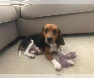 Beagle Dogs for adoption in House Springs, MO, USA