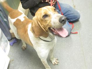 Redbone Coonhound Dogs for adoption in Richmond, IN, USA