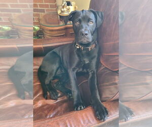 Boxador Dogs for adoption in Agoura Hills, CA, USA