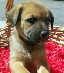 Medium Photo #1 German Shepherd Dog-Unknown Mix Puppy For Sale in San Luis Rey, CA, USA