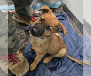 Mutt Dogs for adoption in Long Beach, CA, USA