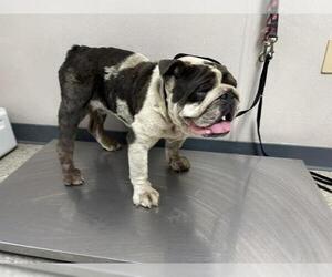 Medium Photo #1 Bulldog-Unknown Mix Puppy For Sale in Visalia, CA, USA