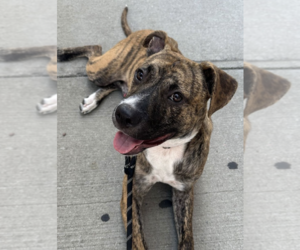 Boxer-Whippet Mix Dogs for adoption in Brooklyn, NY, USA