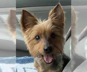 Medium Photo #1 Silky Terrier-Unknown Mix Puppy For Sale in McKinney, TX, USA