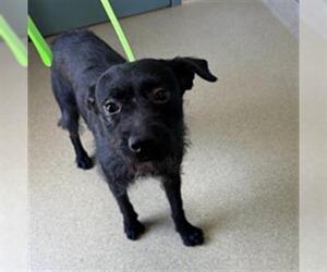 German Wirehaired Pointer-Unknown Mix Dogs for adoption in Newton, NC, USA