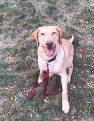 Labrador Retriever Dogs for adoption in Lockport, IL, USA