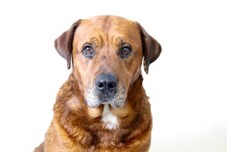 Chesapeake Bay Retriever Dogs for adoption in West Hollywood, CA, USA