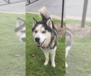 Alaskan Malamute Dogs for adoption in Glen Allen, VA, USA
