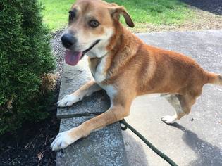 Mutt Dogs for adoption in Gilbertsville, PA, USA