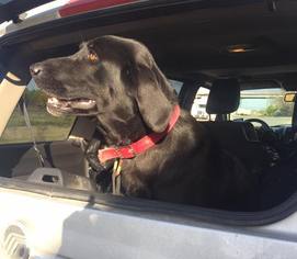 Labrador Retriever Dogs for adoption in Del Rio, TX, USA