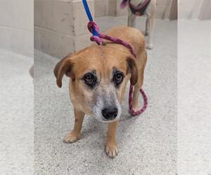 Labrador Retriever-Unknown Mix Dogs for adoption in Conroe, TX, USA