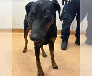 Doberman Pinscher Dogs for adoption in Martinez, CA, USA