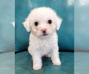 Poodle (Miniature)-Unknown Mix Dogs for adoption in Corona, CA, USA