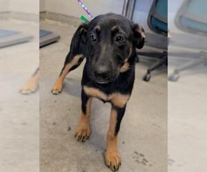German Shepherd Dog Dogs for adoption in Camarillo, CA, USA