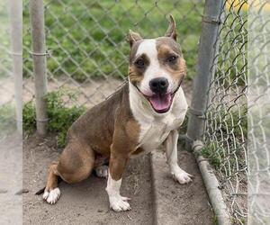 American Pit Bull Terrier-Unknown Mix Dogs for adoption in Modesto, CA, USA
