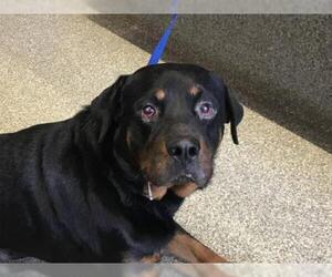 Rottweiler Dogs for adoption in pomona, CA, USA