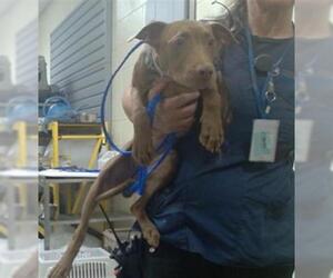 American Pit Bull Terrier-Labrador Retriever Mix Dogs for adoption in Denver, CO, USA