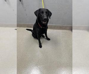 Labrador Retriever-Unknown Mix Dogs for adoption in Las Vegas, NV, USA