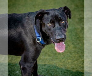 Labrador Retriever-Unknown Mix Dogs for adoption in Canton, CT, USA