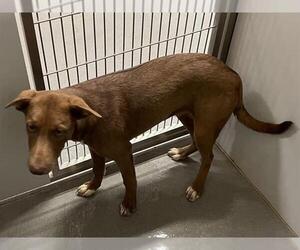 Labrador Retriever-Unknown Mix Dogs for adoption in Modesto, CA, USA