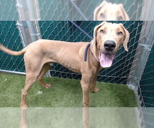 Doberman Pinscher Dogs for adoption in Downey, CA, USA