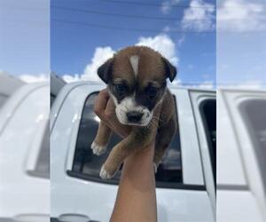 Labrachow Dogs for adoption in Houston, TX, USA