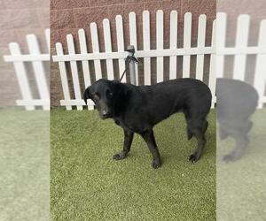 Labrador Retriever Dogs for adoption in Modesto, CA, USA