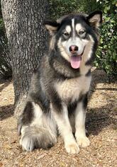 American Eskimo Dog Dogs for adoption in Austin, TX, USA