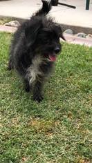 Medium Photo #1 Mutt Puppy For Sale in CHANDLER, AZ, USA