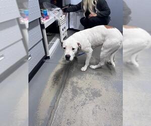 American Bulldog-Unknown Mix Dogs for adoption in Tallahassee, FL, USA