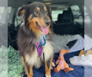 Collie-Unknown Mix Dogs for adoption in Dublin, OH, USA