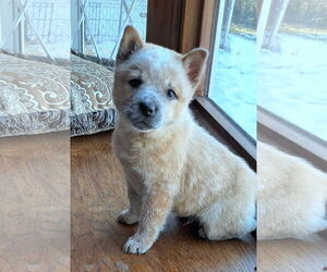 Mutt Dogs for adoption in Vernon, IN, USA