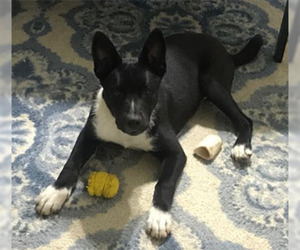 Small Border Collie Mix