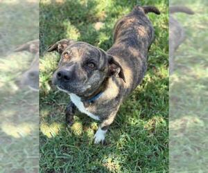 Bulldog-Unknown Mix Dogs for adoption in Riverside, CA, USA