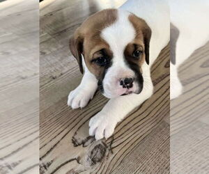 Boxer-Chinese Shar-Pei Mix Dogs for adoption in Bolivar, MO, USA