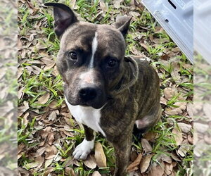 Medium Photo #3 American Bulldog Puppy For Sale in Tavares, FL, USA