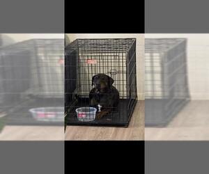 Labrador Retriever Dogs for adoption in San Antonio, TX, USA