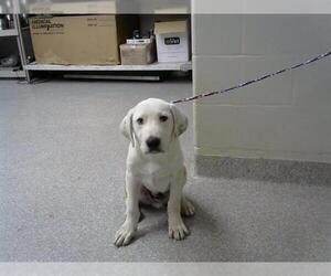 Saint Bernard-Unknown Mix Dogs for adoption in Pasadena, TX, USA