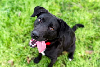 Labrador Retriever Dogs for adoption in Lafayette, LA, USA